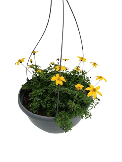 Suspension Bidens Jaune