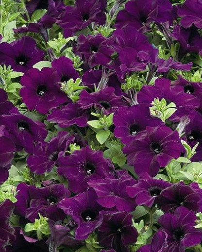 Suspension Pétunia Cascade 2 variétés