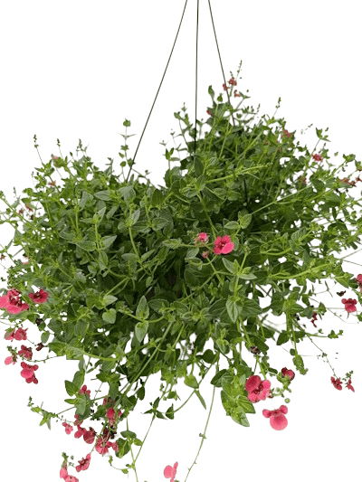 Suspension Diascia