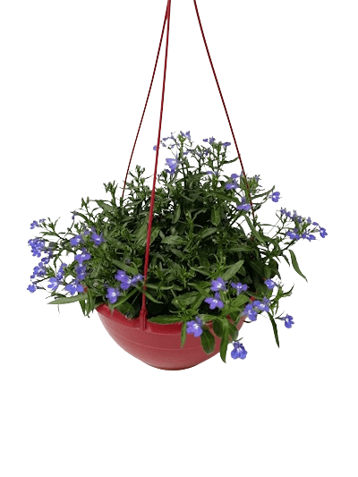 Suspension Lobélia Pendula