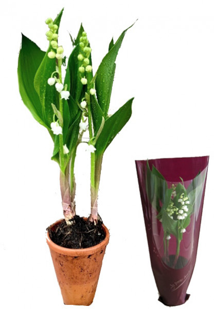 Muguet 3 brins Géant EXTRA