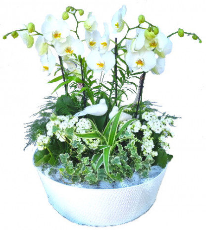 PHALMAR/S2G Metal croco blanc 15P (2)