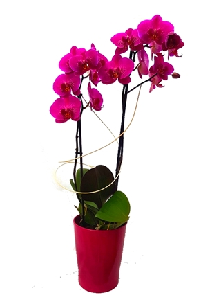 PHAL/Cpot color (1)