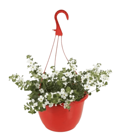 Suspension Bacopa