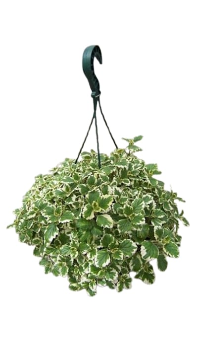 Suspension Plectranthus