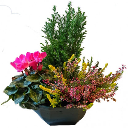 D20 - Coupe couleur 3 plantes
