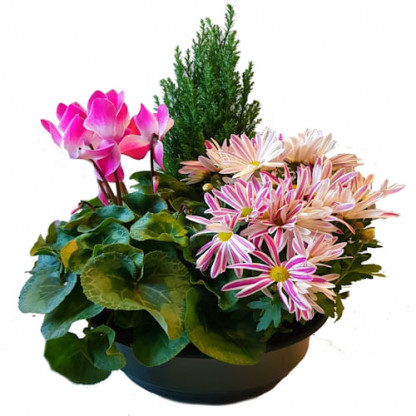 D27 - Coupe couleur 3 plantes