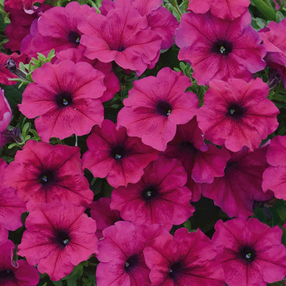 Pétunia Parade pourpre