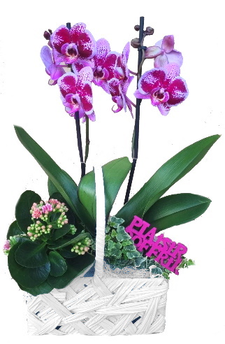 PHAL/Panier tresse B-G 3P (2)