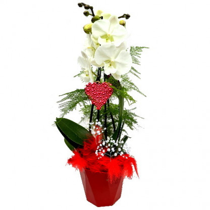 PHALV/Pot mat Rouge 2P (2)