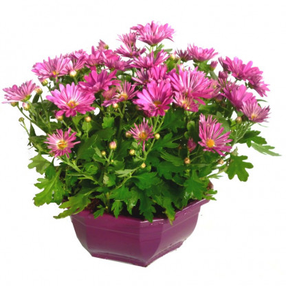 MULTI/Cpe chrysanthèmes D23 (1)