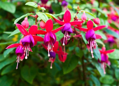 Fuchsia varié