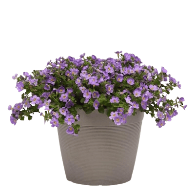 Bacopa Bleu