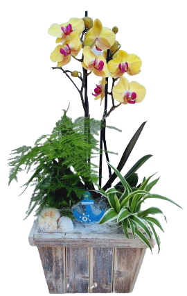 PHAL/Rectangle Bois 3P (2)