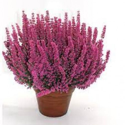 Bruyère Gracilis