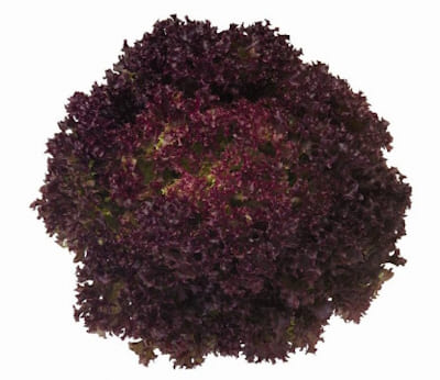 Laitue Lollo Rossa Bacchus