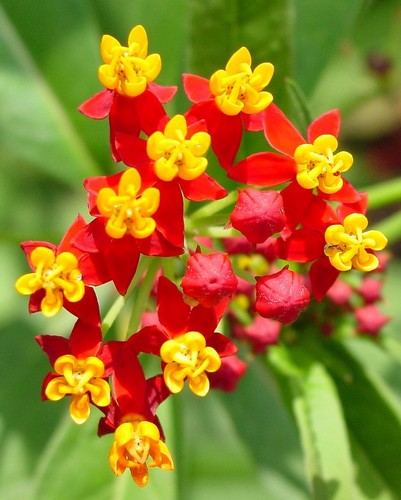Asclepias Red Butterfly