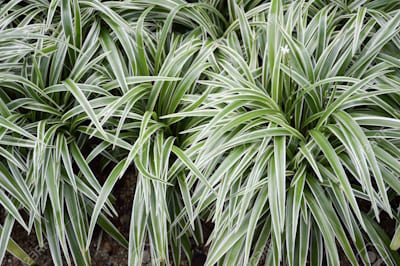 Chlorophytum