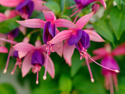 Fuchsia Pendula