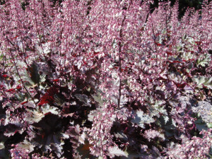 Heuchère Palace Purple