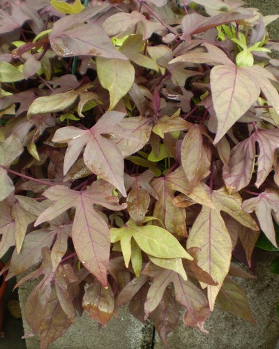 Ipomée Batatas Bronze
