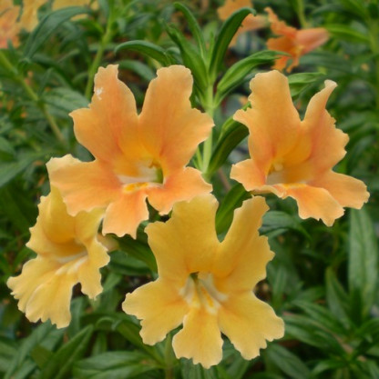 Mimulus Auriantiacus Orange