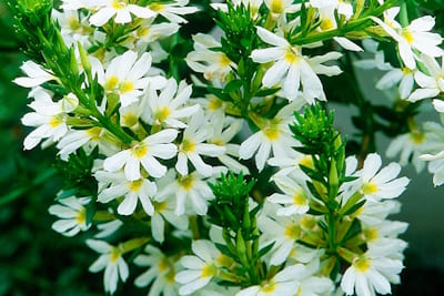 Scaevola Blanc