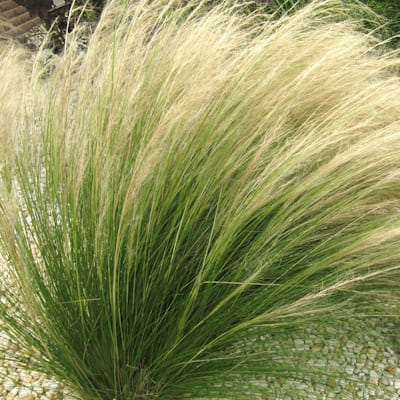 Stipa Pony Tails