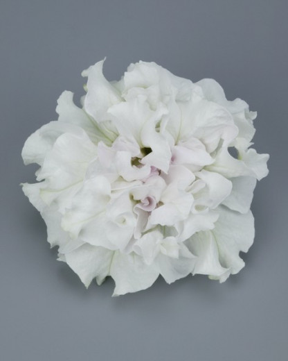 Pétunia Ret. Surfinia Double White