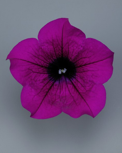 Pétunia Ret. Surfinia Purple