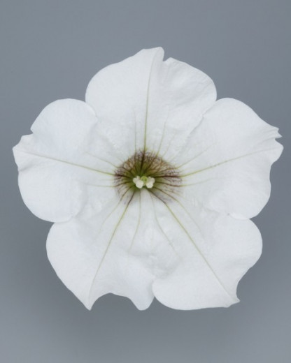 Pétunia Ret. Surfinia White