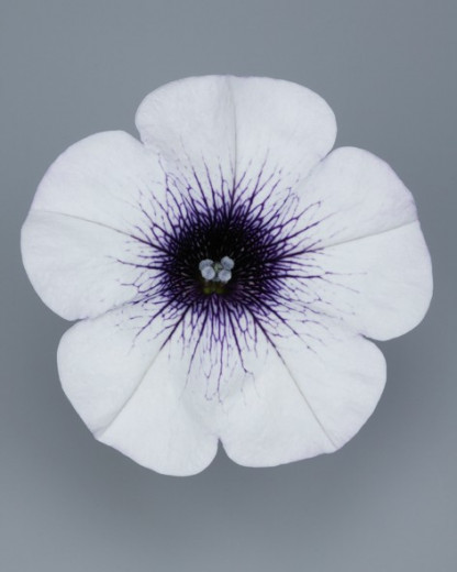 Pétunia Ret. Surfinia Blue Vein