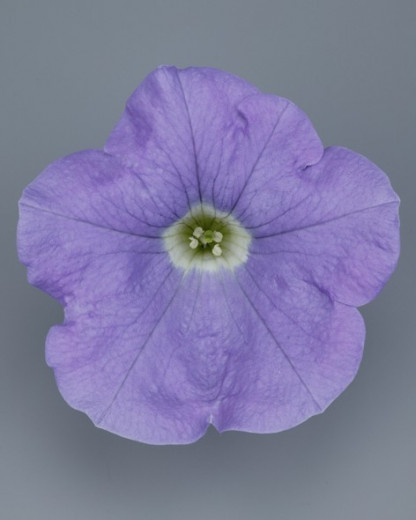 Pétunia Ret. Surfinia Sky Blue