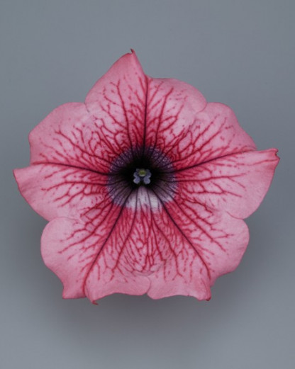 Pétunia Ret. Surfinia Hot Red