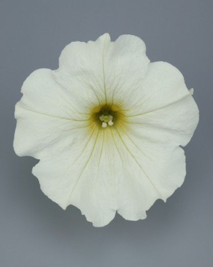 Pétunia Ret. Surfinia Lemon