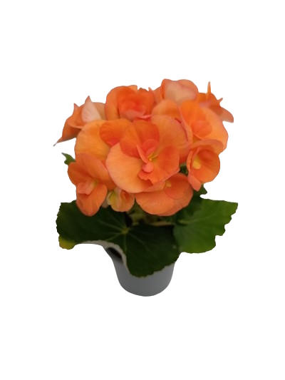 Mini Bégonia