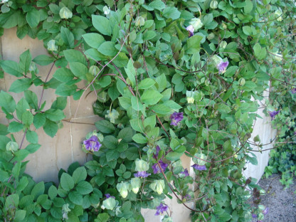 Cobée Scadens Grimpant violet