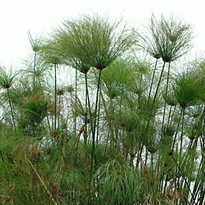 Papyrus Cyperus du Nil