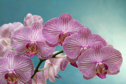 PHAL/ PROMO 2 branches  (1)