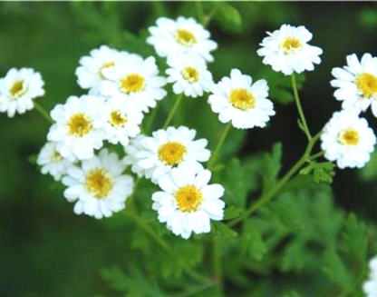 Camomille