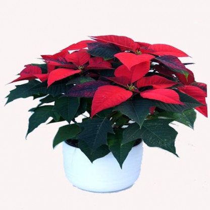 Poinsettia 5/7 Bractées Pot Céramique