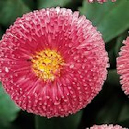 Pâquerette Rose