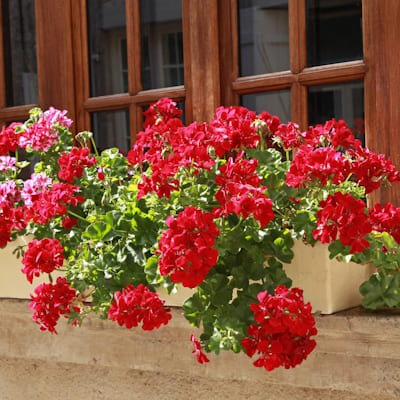 Jardinière Lierre Double