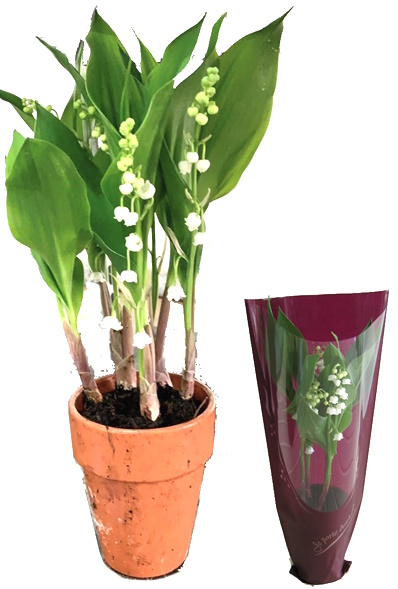 Muguet 4/5 brins Géant EXTRA