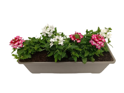 Jardinière Verveine cascade
