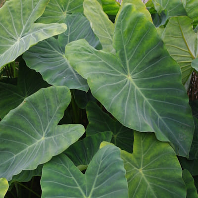 Colocasia Oreille d'éléphant