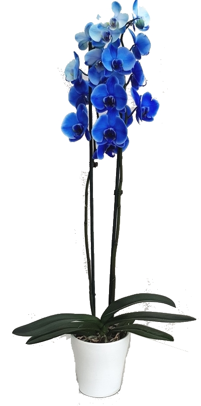 PHAL Bleu  2 br + cache pot (1) 2 branches