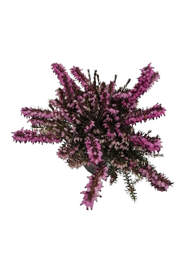 Bruyère Darleyensis
