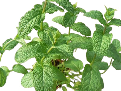 Menthe Marocaine