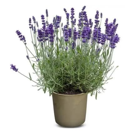 Lavande Officinale